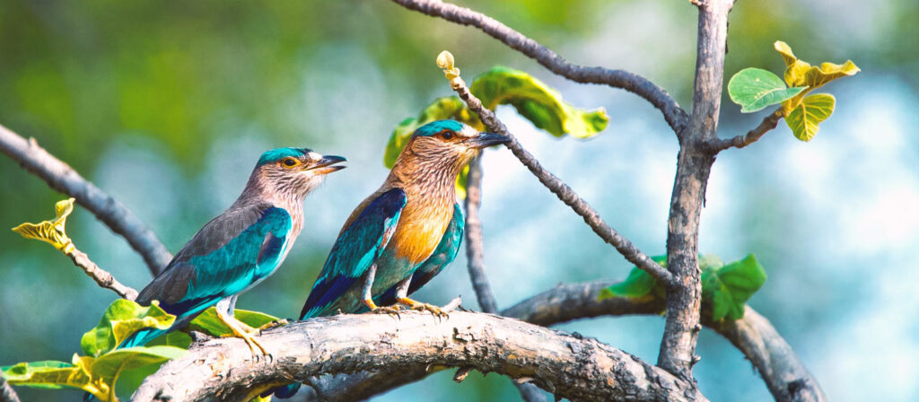 Bird Watching in the Florida Keys